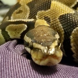 Meet your Posher, Layla